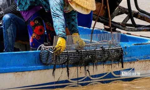 Theo chân ngư dân săn "lộc trời" dưới đáy sông, kiếm tiền triệu mỗi ngày