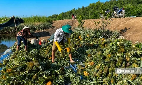Đồng Tháp: Khóm mất giá, người trồng thấp thỏm