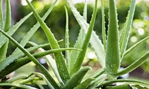 Vì sao nhiều người thích trồng nha đam quanh nhà?
