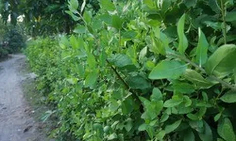 Loài cây mọc đầy ở hàng rào, bờ bụi: Nấu được nhiều món ăn, công dụng khiến không ít người bất ngờ
