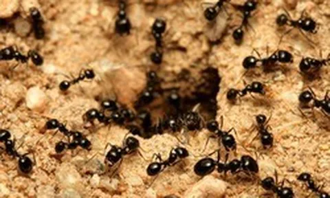 Kiến xuất hiện ngày càng nhiều vào mùa hè: 5 nguyên liệu có sẵn trong bếp giúp xua đuổi chúng mà không cần dùng hóa chất