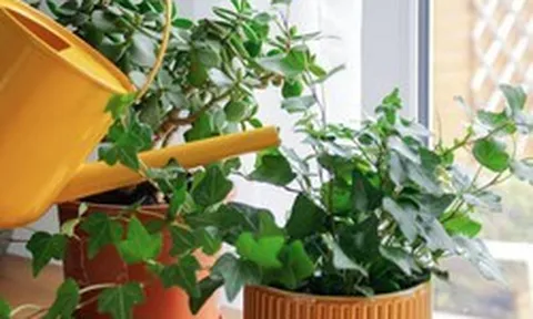 5 loại cây vừa lọc không khí, vừa làm mát nhà cực đỉnh: Biết trồng thì chẳng sợ nắng nóng