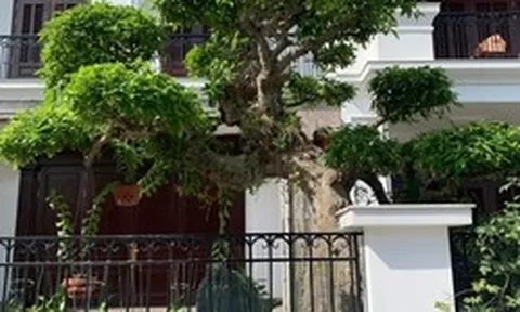 Người xưa dặn: Trước cửa có 3 cây này chẳng khác nào giữ báu vật trong nhà, tài lộc tụ về, con cháu dễ thành đạt