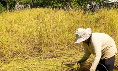 Campuchia quyết tâm làm giàu với loại nông sản Việt Nam đang trồng rất nhiều: Tự tin sẽ xuất khẩu được 1 triệu tấn, vừa thu về hơn 300 triệu USD