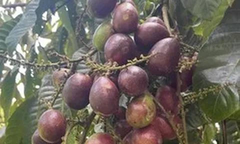Phát hiện loại quả giống nhãn nhưng thoang thoảng vị sầu riêng: Điều bất ngờ nằm ở mức giá 2,5 triệu đồng/kg