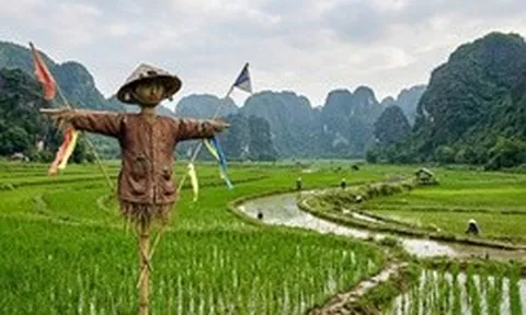 Vì sao bù nhìn trên đồng ruộng đánh lừa được các loài chim thông minh?