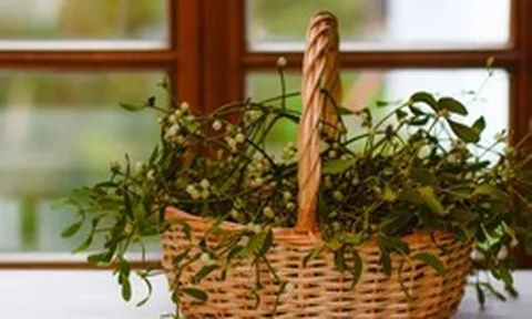 6 loại cây "hút cạn" may mắn, chớ nên đặt trong nhà