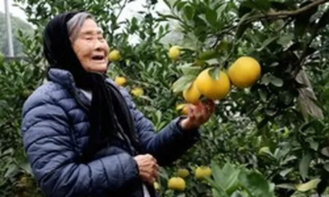 Loại quả Việt Nam lọt top ngon nhất thế giới: Chỉ có ở Nghệ An, từng tiến vua, khách đặt mua khi còn xanh