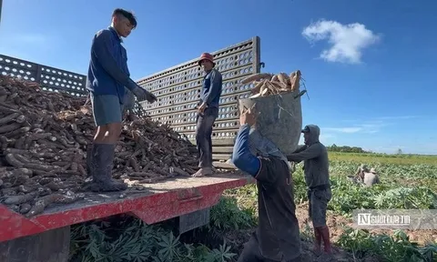 Khoai mì khởi sắc, nông dân Tây Ninh "nhẹ cả người" sau nhiều vụ thấp thỏm