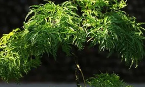 4 lý do vì sao nên trồng một cây đinh lăng ở cổng nhà