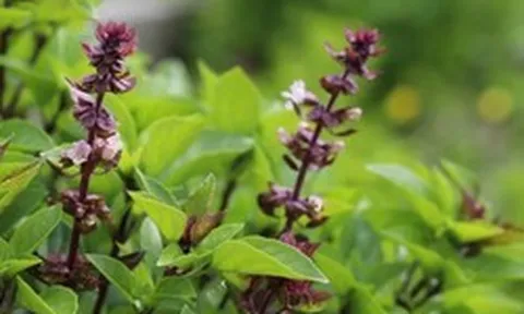 5 lý do vì sao nên trồng một chậu cây húng quế trong nhà