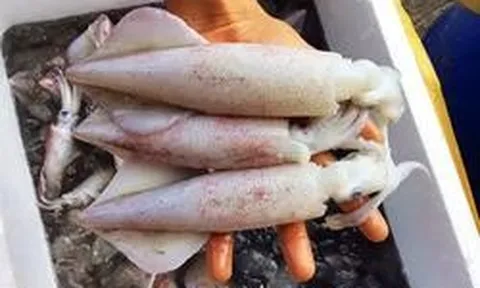 Chủ cửa hàng hải sản hơn 20 năm nói thẳng: 5 loại mực cho không cũng đừng lấy, chỉ người “dại” mới bỏ tiền mua