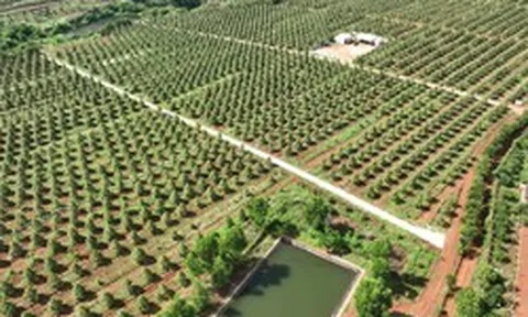 Bầu Đức trồng một loại cây 'bán giá nào cũng lãi': bội thu 7.500 tấn, sản lượng gấp 2 lần cả năm trước