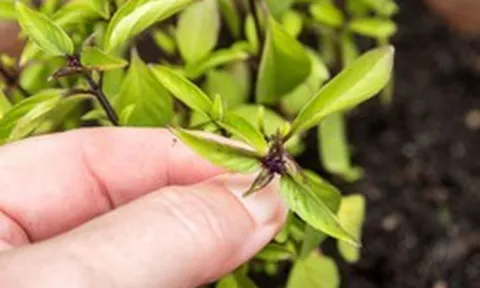 Vì sao nhiều người trồng một chậu cây húng quế trong nhà? Hóa ra không chỉ để lấy rau ăn