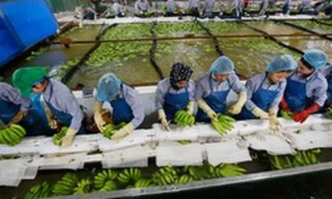 Không phải sầu riêng, Campuchia đang làm giàu với loại quả Việt Nam trồng rất nhiều: Thu về hơn 180 triệu USD, nhiều ông lớn nước ta đổ xô sang đầu tư