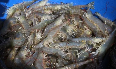 Tôm thẻ miền Tây tăng giá mạnh sau 2 tuần nới lỏng giãn cách