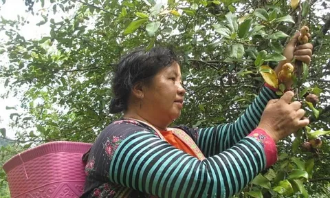 Nông dân Sơn La loay hoay tìm đầu ra cho Táo Mèo