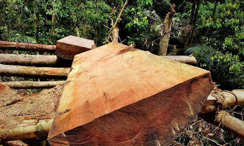 Thừa Thiên - Huế: Làm rõ việc rừng phòng hộ A Lưới bị “xẻ thịt”