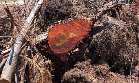 Bình Định Thành viên của tập đoàn Bamboo Capital “phá nhầm” hơn 5 ha rừng phòng hộ?