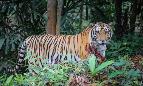 Những “hành khách” nặng hàng tấn, bay chuyên cơ tới Safari lớn nhất Việt Nam giờ ra sao?