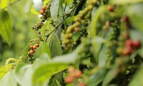 Giá tiêu tăng cao, cơ hội cho người nông dân