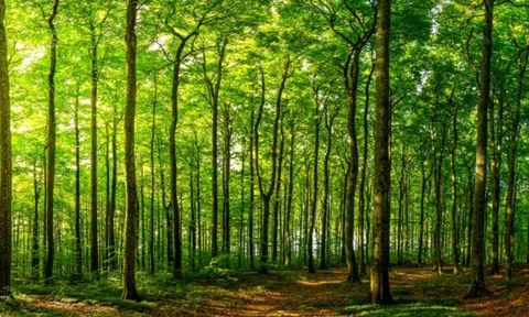 Việt Nam hoàn thành cam kết đóng góp 1 triệu USD cho Quỹ Khí hậu Xanh