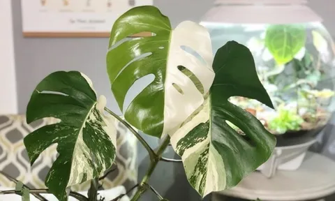 Cảnh báo “cơn sốt ảo” cây cảnh đột biến có giá tiền tỷ một lá