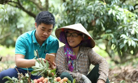 Vải thiều Hải Dương lên sàn thương mại điện tử