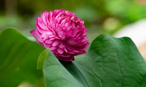 Dân chơi hoa phát sốt với sen nghìn cánh độc lạ