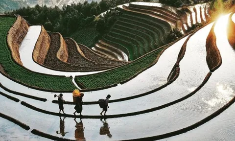 Mù Cang Chải (Yên Bái): Lung linh mùa nước đổ