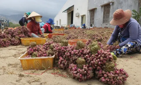 Nông dân Ninh Thuận lao đao khi nông sản rớt giá