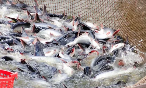 Doanh nghiệp đầu tư nuôi trồng thủy sản được hỗ trợ 15 tỷ đồng/dự án