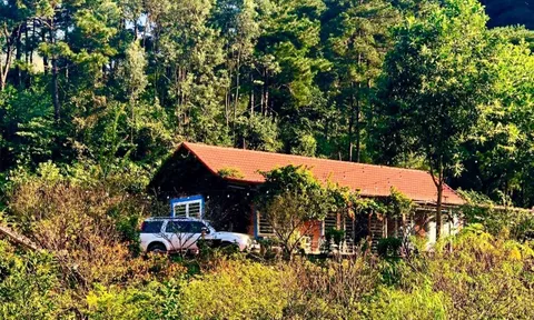 Vỡ mộng vì trào lưu “bỏ phố về rừng”