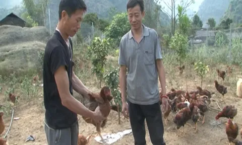 Khoảng cách an toàn trong chăn nuôi là bao nhiêu mét?